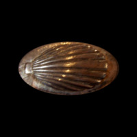 Coquille saint Jacques (détail de la crosse du pistolet à percussion civil)